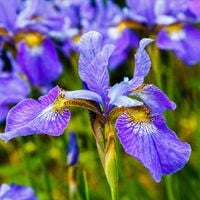 Irys syberyjski 'Barboletta' Niebieski (Iris sibirica) W DONICZCE 2.0L