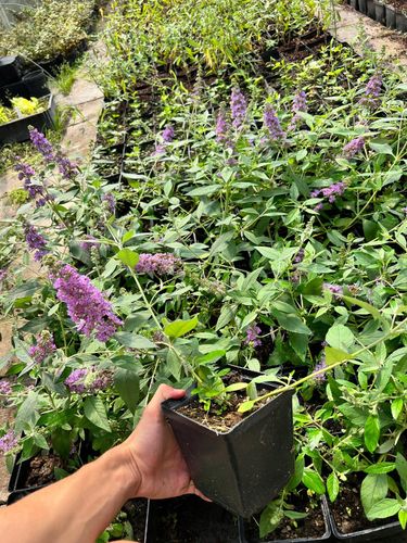 Budleja Dawida 'Lavender Cupcake' (Buddleja davidii) Doniczka 2.0L na Arena.pl