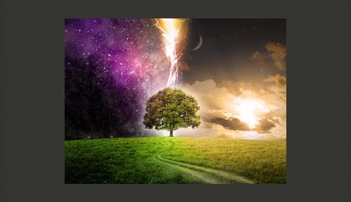 Fototapeta - Magic tree Rozmiar - 250x193 na Arena.pl