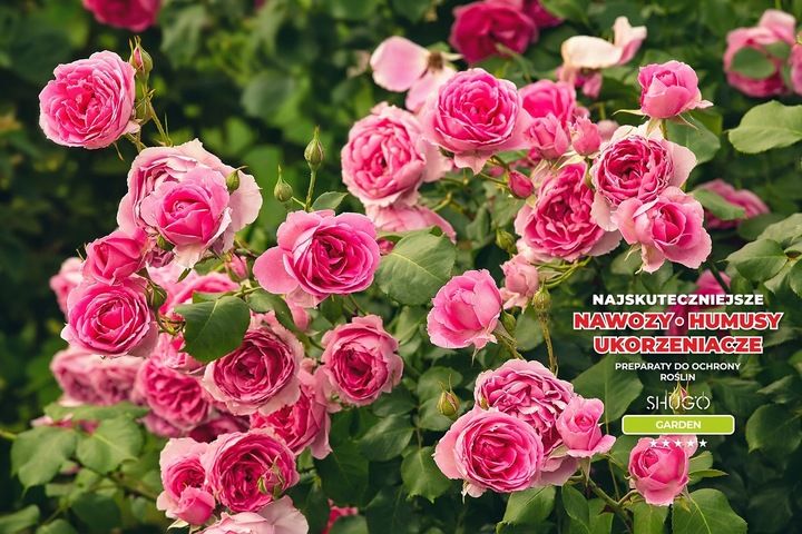 Nawóz do Róż 5 kg SHUGO zdjęcie 6