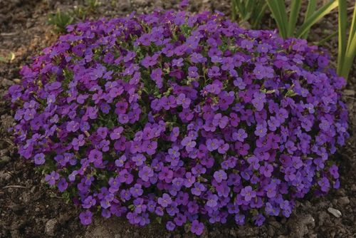 ŻAGWIN biskupi - sadzonki 10 / 20 cm na Arena.pl
