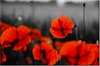 100 70CM OBRAZ PŁÓTNO SIAŁA BABA MAK JENNY DOWNING PŁÓTNO RAMA