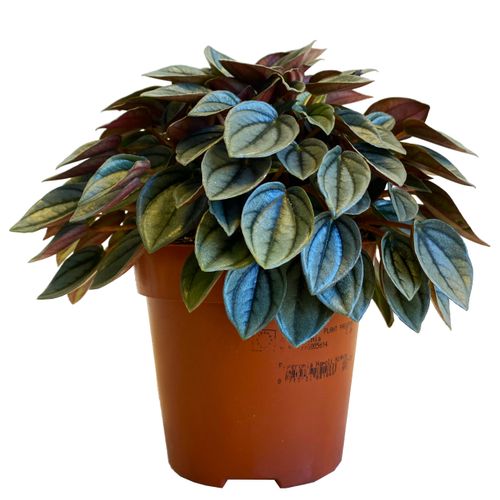 Peperomia Napoli Night 20cm na Arena.pl
