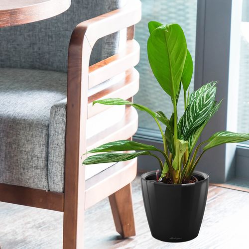 AGLAONEMA STRIPES 60 cm na Arena.pl