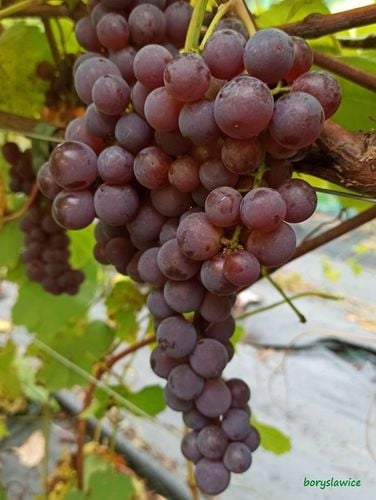 Winorośl 'Swenson Red' (Vitis) w doniczkach P11, wysokość 50-70 cm na Arena.pl