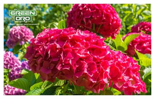 Nawóz do Hortensji Rododendronów Borówki Azalii Magnolii 5kg 100 dni na Arena.pl