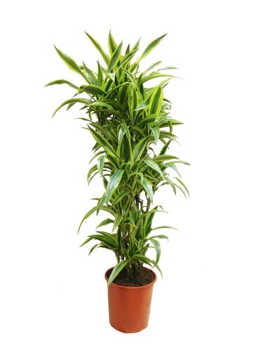 DRACENA LEMON LIME 140cm na Arena.pl