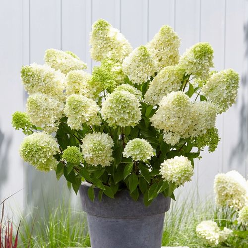 Hortensja bukietowa SKYFALL Frenne Ogromne Białe kwiaty Duże sadzonki 3L na Arena.pl