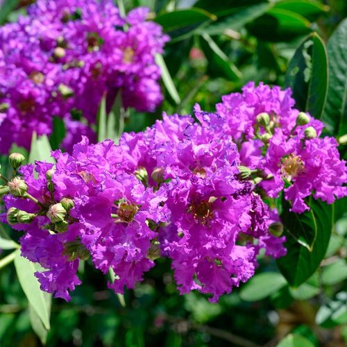 Lagerstremia indyjska VIOLA Fioletowa Lagerstroemia Lilak Bez południa 1L na Arena.pl