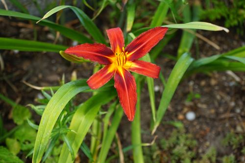 Liliowiec 'Torrid' Czerwony Doniczka 2.0L (Hemerocallis) na Arena.pl