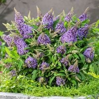 Budleja BUTTERFLY CANDY Little Sweetheart Jasno-fioletowa Kompaktowa C2