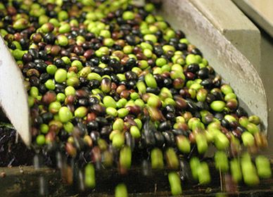 Grecka oliwa z oliwek z KRETY Premium extra virgin SITIA 0,2% 1L data 06/27 na Arena.pl