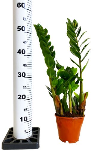 ZAMIOKULKAS (ZAMIOCULCAS) 50cm na Arena.pl