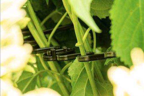 OBEJMA DO ROŚLIN UCHWYT 8 MM PODPORA ZIELONA HORTENSJE PIWONIE na Arena.pl