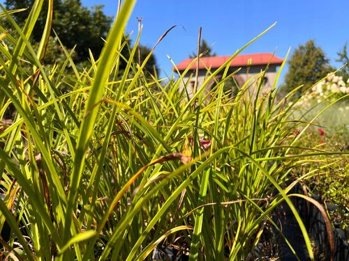 Liliowiec 'Blue Sheen' (Hemerocallis) P13 na Arena.pl