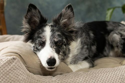 Legowisko kanapa Premium posłanie dla psa sofa kojec 100x70 cm na Arena.pl