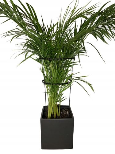 Podpórki do roślin kwiatów podpora pierścieniowa podpórka RINGS S33cm 16/18 na Arena.pl