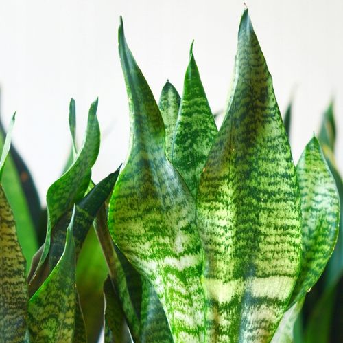 SANSEVIERIA 'ROBUST' pięknie ubarwione liście Sansewieria rozmiar S na Arena.pl