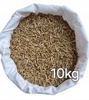 Owies 10kg zbiór 2025r , karma dla koni, królików, gęsi, kaczek