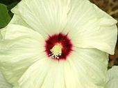 HIBISKUS KETMIA BAGIENNY Old Yella