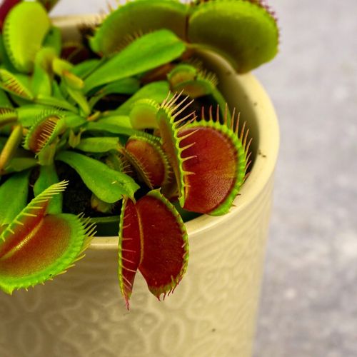 Muchołówka Dionaea Muscipula RED DRAGON OWADOŻERNA Zimoodporne na Arena.pl