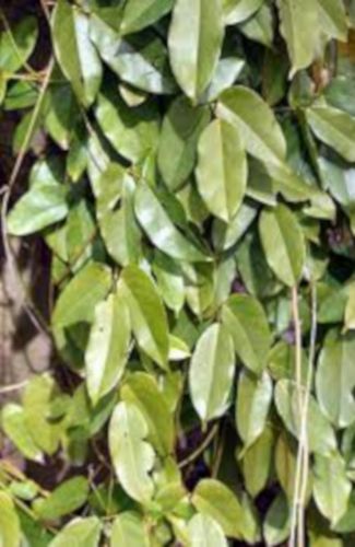 MUCUNA SEMPERVIRENS Mucuna sempervirens - NASIONA 20 sztuk - 100g. NW na Arena.pl