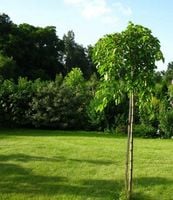 MORWA czarna szczepiona na pniu Pendula - sadzonki 120 / 140 cm