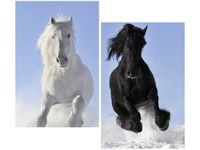 80X70CM BLACK&WHITE DUO OBRAZ