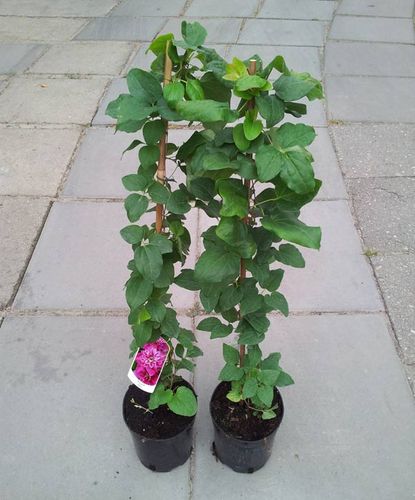 Powojnik Clematis My Darling ® C2 E na Arena.pl