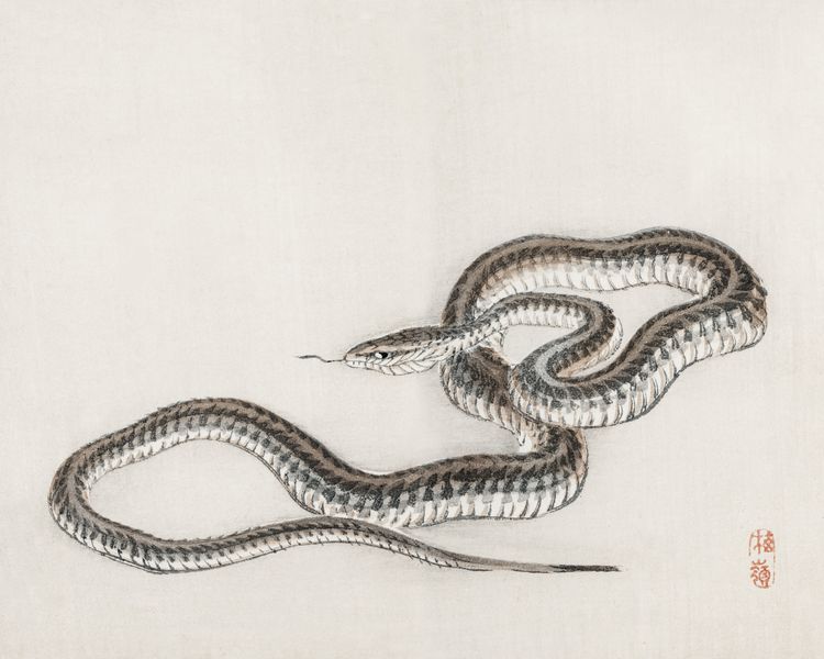 Plakat 50x40cm Snake, Kōno Bairei zdjęcie 1