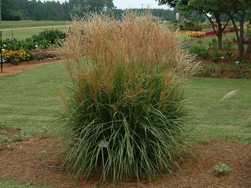 Miskant chiński Rotsilber C3 E na Arena.pl