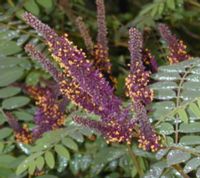 AMORFA KRZEWIASTA Amorpha fruticosa - NASIONA 800 sztuk - 10g.