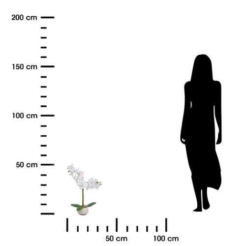 Orchidea Clera z ceramiczną doniczką na Arena.pl