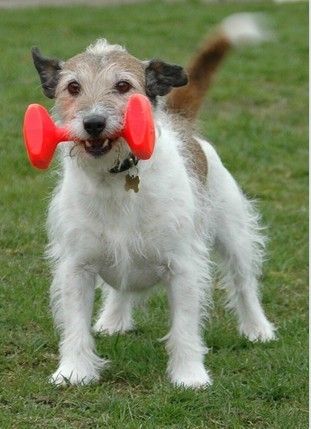 Clix Dumbbell Aport duży na Arena.pl