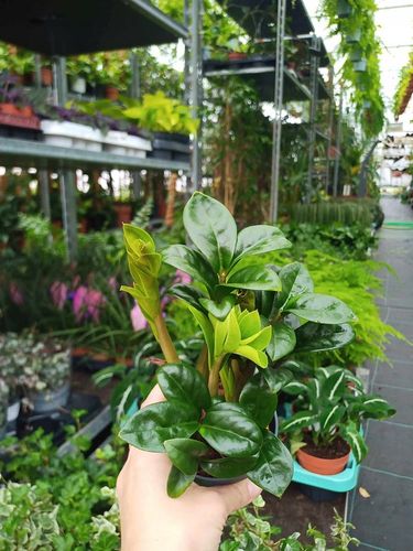 Zamioculcas zamiifolia Zenzi Gęsta sadzonka zamia zamioculus ZENZI na Arena.pl