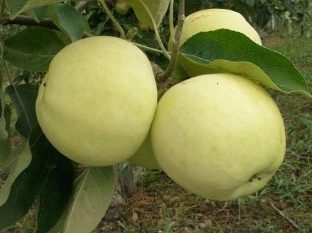 Jabłoń PAPIERÓWKA Oliwka żółta/ ODMIANA DESEROWA na Arena.pl