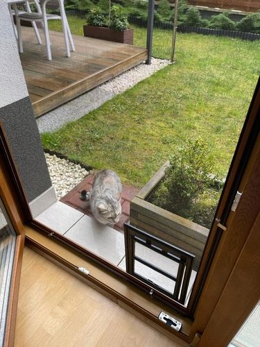 DRZWICZKI moskitiery dla kota i psa na Arena.pl