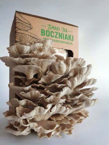 Grzybnia do uprawy domowej boczniak łyżkowaty na Arena.pl