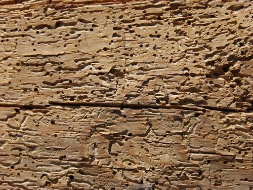 10x 300ml Preparat owadobójczy HERKULES PROPAL SPRAY karaluchy korniki osy na Arena.pl