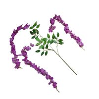 Wisteria jasny fiolet