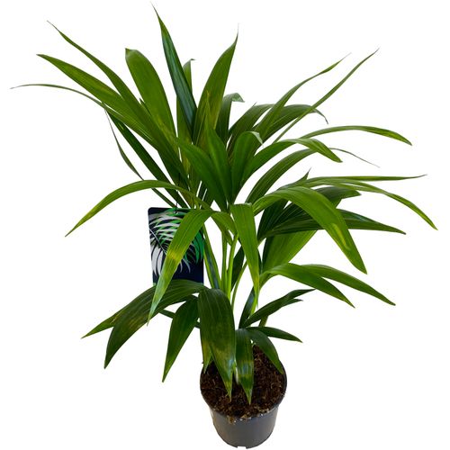 PALMA KENTIA (Kencja, Howea)  70/80cm na Arena.pl