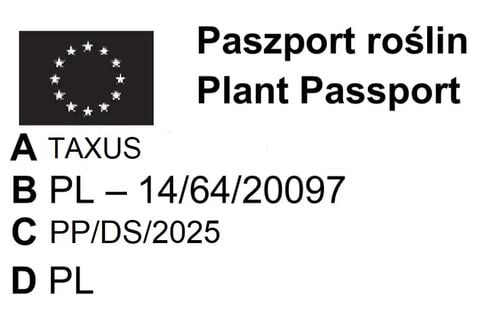 CIS KOLUMNOWY FASTIGIATA ROBUSTA - sadzonki 10 / 15 cm na Arena.pl