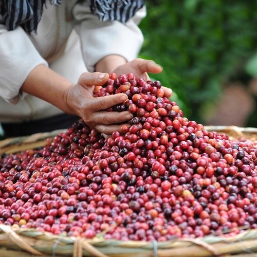 Kapsułki Nescafe Dolce Gusto Cafe au Lait 30szt na Arena.pl