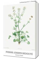 Obraz 30x50cm Design Scurvy-Grass, Redoute Vintage do Salonu
