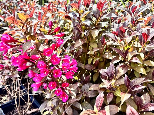 Krzewuszka cudowna 'Minor Black' (Weigela) Karłowata, miniaturka, Poj. 2.0L na Arena.pl