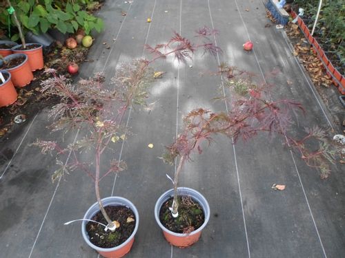 Klon palmowy Acer Garnet 40-60cm C2 na Arena.pl