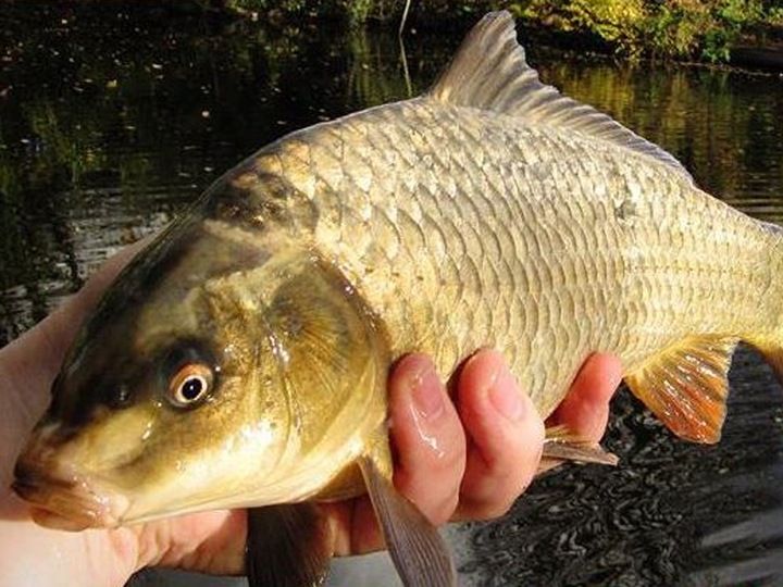 WĘDKA MISTRALL LAMBERTA TELE CARP 3,3m / 3,00lbs zdjęcie 3