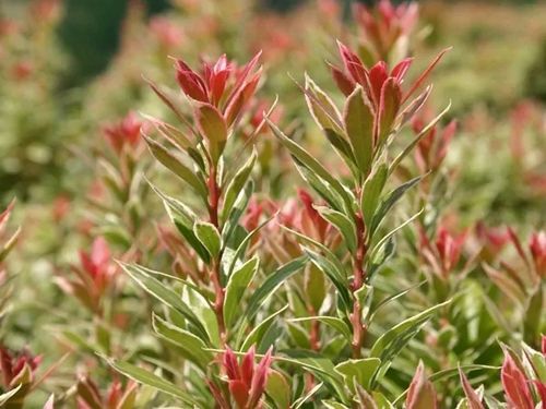 Pieris japoński LITTLE HEATH Czerwone przyrosty Zimozielony Sadzonki C3 na Arena.pl