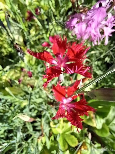 Goździk wspaniały sadzonka skalniak pojemnik na Arena.pl