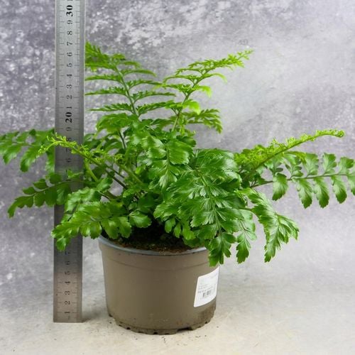 Paproć ASPLENIUM PARVATI egzotyczna paprotka domowa BEZPIECZNA DLA na Arena.pl